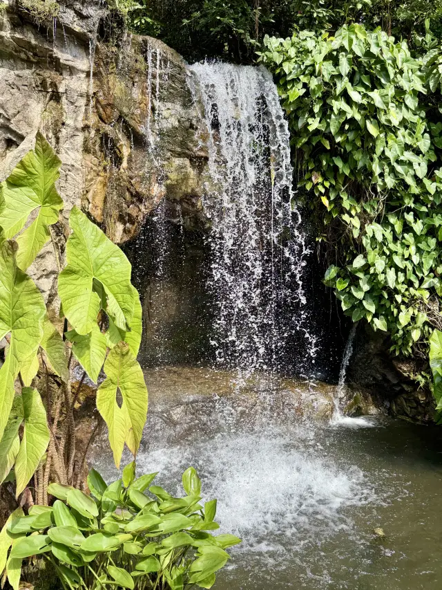 隱藏於新加坡植物園內的瀑布聲音