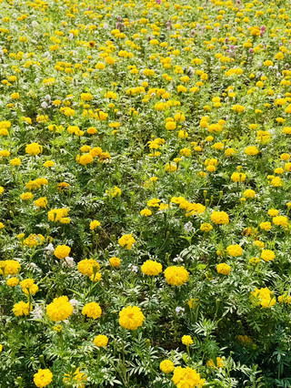🇨🇳中山雲梯山金色花海打卡全攻略🌼