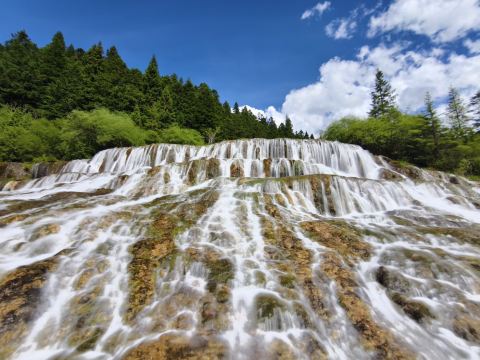 A Must-See in Western Sichuan: Deadwood, Snow-Capped Mountains