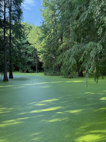 Qingshan Lake: The Matcha Green Lake You Just Can't Stop