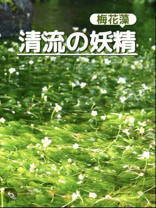 綺麗な水にしか咲かない「清流の妖精」【梅花藻】