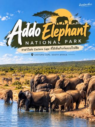 Addo Elephant National Park 🐘🌿

ซาฟารีแห่ง Eastern Cape ที่ได้เห็นช้างกันแบบใกล้ชิด

ถ้าพูดถึงประสบการณ์ซาฟารีในแอฟริกาใต้ Addo Elephant National Park เป็นอีกแห่งที่ทำให้รู้สึกว่าโลกของสัตว์ป่าอยู่ใกล้กว่าที่คิด

ภาพที่ประทับใจที่สุดคือฝูงช้างจำนวนมากที่กำลังลงไปดื่มน้ำริมแอ่ง เห็นทั้งตัวใหญ่และตัวเล็กอยู่รวมกันเป็นฝูง บางตัวใช้งวงดูดน้ำ บางตัวเดินเล่นอยู่ริมฝั่ง เป็นภาพที่ดูเป็นธรรมชาติและมีชีวิตชีวามาก 🐘

อีกมุมหนึ่งของอุทยานได้เห็นทั้งช้างและม้าลายอยู่ในพื้นที่เดียวกัน ท่ามกลางทุ่งกว้างและภูมิประเทศแบบแห้งแล้งของ Eastern Cape ทำให้บรรยากาศแตกต่างจากภาพซาฟารีที่คุ้นเคยอย่างสิ้นเชิง

เสน่ห์ของ Addo คือการค่อย ๆ ขับรถชมพื้นที่ แล้วปล่อยให้ธรรมชาติเป็นคนกำหนดว่าเราจะได้เจออะไร บางครั้งอาจไม่มีสัตว์ให้เห็นอยู่พักหนึ่ง แต่พอเจอฝูงช้างตรงหน้า ความตื่นเต้นก็กลับมาเต็ม ๆ 🦓🐘

📍 Addo Elephant National Park, Eastern Cape, South Africa
🐘 ไฮไลต์คือประชากรช้างแอฟริกันและสัตว์ป่านานาชนิด
🚙 เหมาะกับการเที่ยวแบบ Safari Drive และชมสัตว์ตามแหล่งน้ำ

ภาพถ่ายจากต้นฉบับที่ถ่ายด้วยตัวเอง

#AddoElephantNationalParkPark #Safari #SouthAfrica #EasternCape #มือสมัครเที่ยว