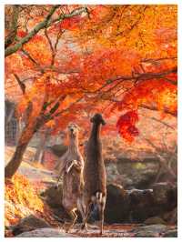Japan In Autumn Is A Different Kind Of Magic 🍁🇯🇵