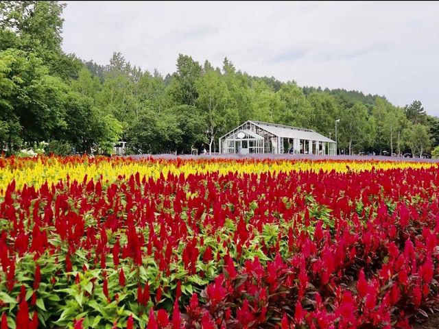 滿滿薰衣草香既富田農場