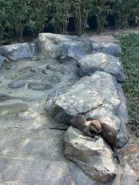 Baby Otters and Feeding at Angkor Aquarium