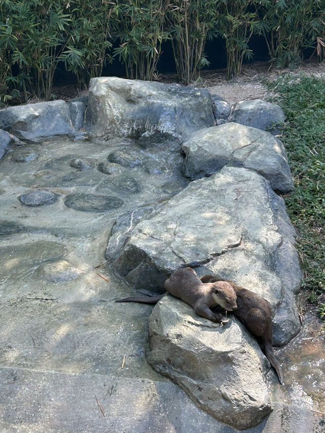 Baby Otters and Feeding at Angkor Aquarium