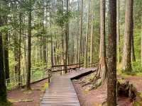 트와일라잇촬영지로 알려진 Vancouver에 위치한 Lynn Canyon park