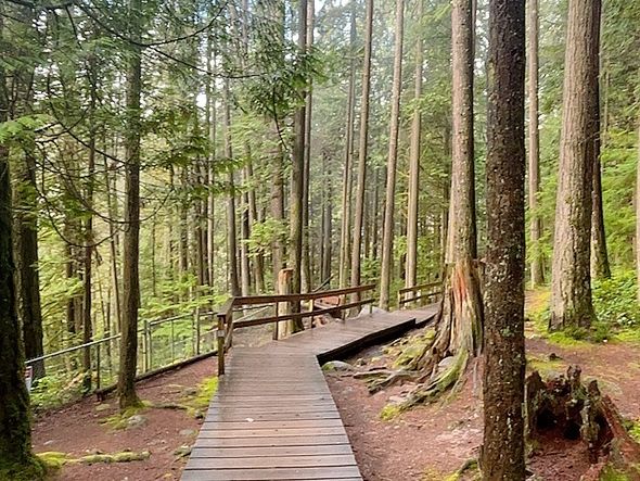 트와일라잇촬영지로 알려진 Vancouver에 위치한 Lynn Canyon park