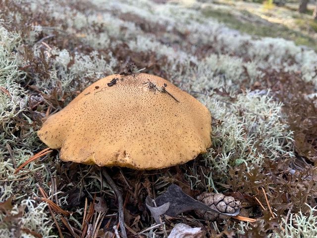 芬蘭🇫🇮景點-勞馬青銅器時代遺址