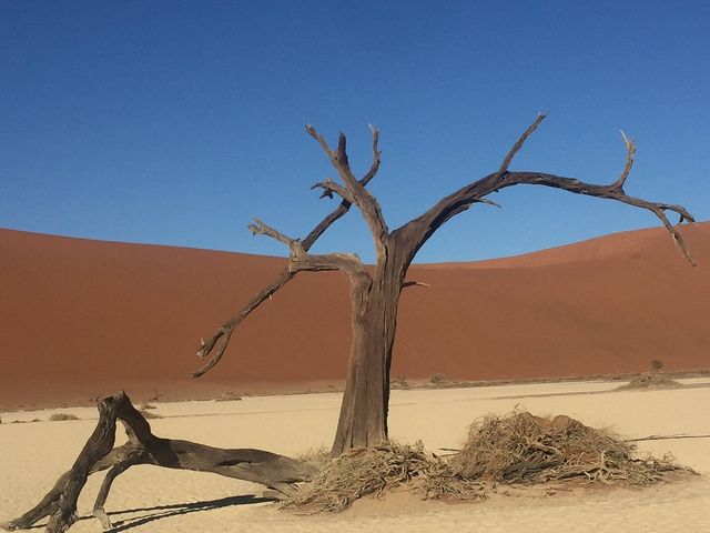 Wild Serenity in Namibia
