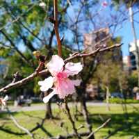🌸台北中山公園🌺環境清幽的城巿綠洲🌳