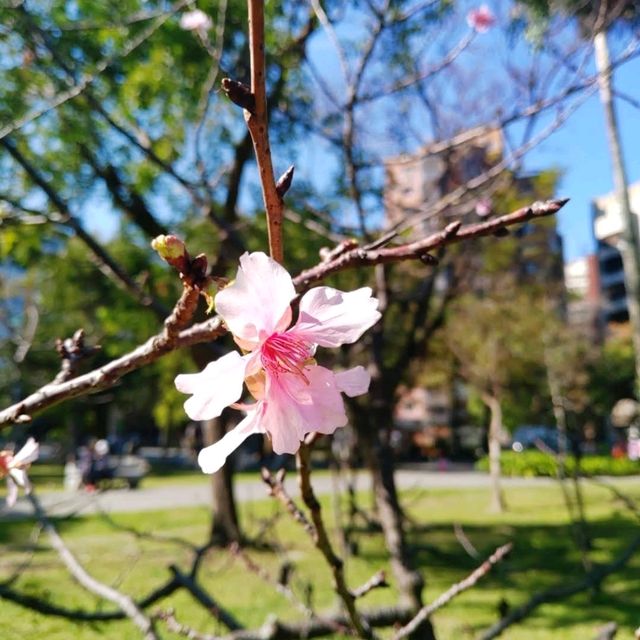 🌸台北中山公園🌺環境清幽的城巿綠洲🌳