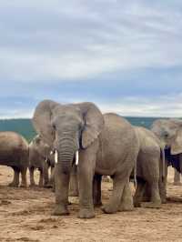 📍Addo Elephant Park, South Africa 🇿🇦 