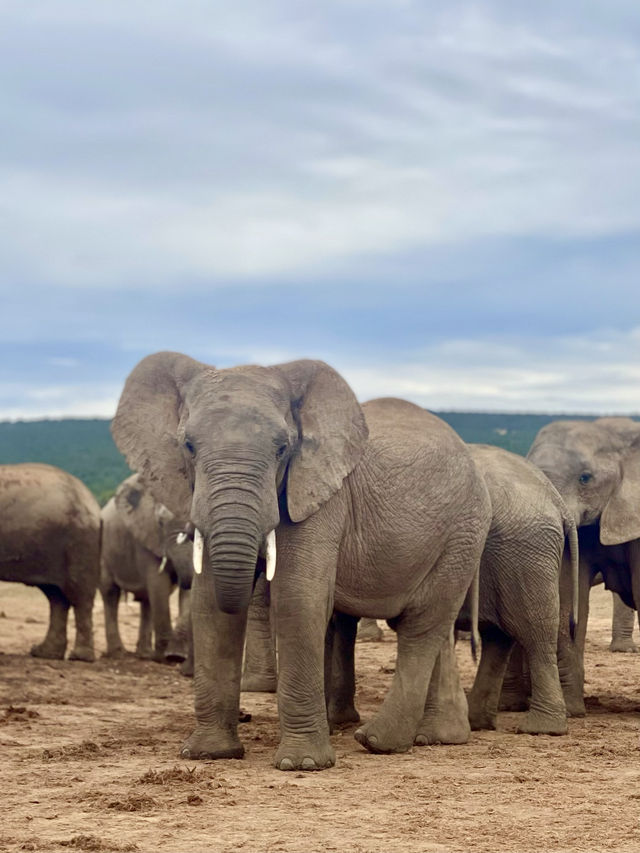 📍Addo Elephant Park, South Africa 🇿🇦 