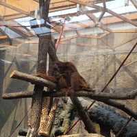 Łódź Zoo 🇵🇱
