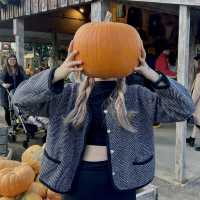 Pumpkin Patch: A Festive Fall Celebration