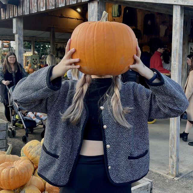 Pumpkin Patch: A Festive Fall Celebration
