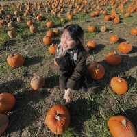 Falling for Autumn: Pumpkins, Spice, and Everything Nice