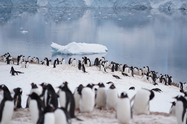 🇦🇶 Day 5-8: FINALLY REACHED ANTARCTICA