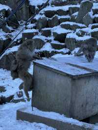 Day Trip from Tokyo to See the Snow Monkeys 🐒