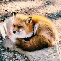 A Tokyo Day Trip to Zao Fox Village: A Hidden Gem Adventure 🦊✨