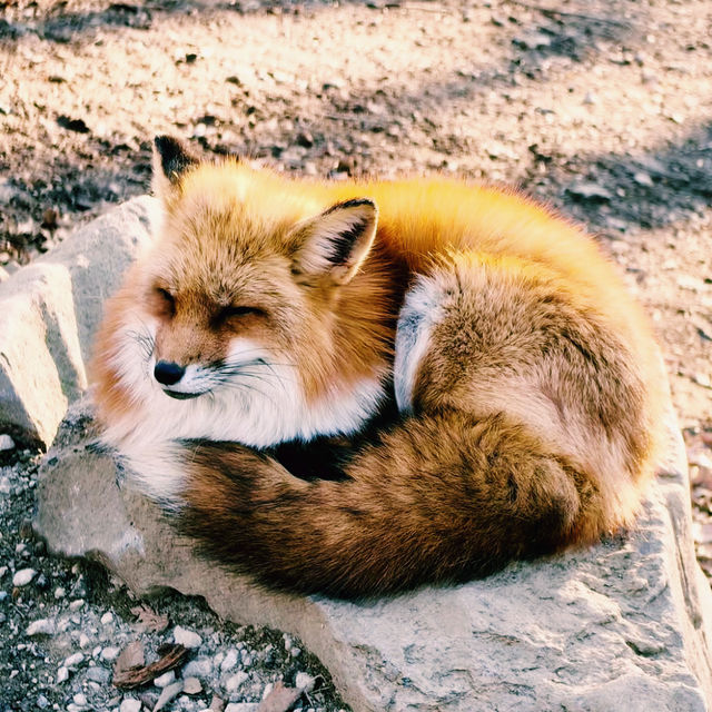 A Tokyo Day Trip to Zao Fox Village: A Hidden Gem Adventure 🦊✨