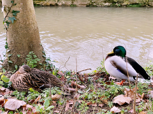 🏛️ Magdalen College: Oxford’s Fairytale Escape