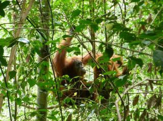 Meeting with Orang utang in Bukit Lawang