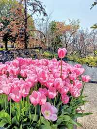 Tulip Heaven at Nabana no Sato in Spring