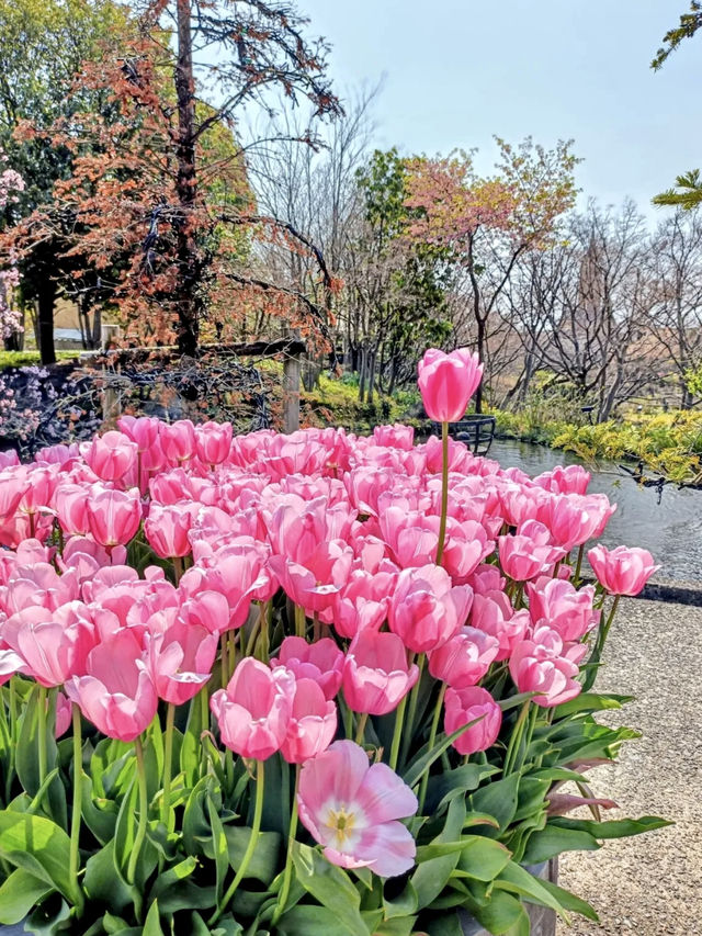 Tulip Heaven at Nabana no Sato in Spring