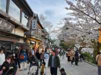 Kanazawa Escape: Blossoms, Kimonos, and Timeless Charm