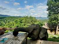 🐘 Morning Trumpets & Mud Baths – Life at Chai Lai Orchid 🌿