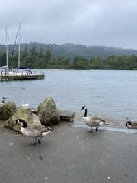 湖區雨中漫遊：Bowness-on-Windermere 小鎮半日遊