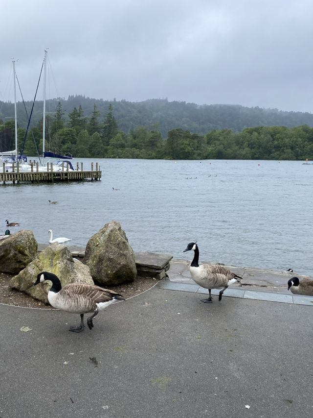 湖區雨中漫遊：Bowness-on-Windermere 小鎮半日遊