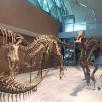 An excellent dinosaurs collection in Shanghai Natural History Museum 