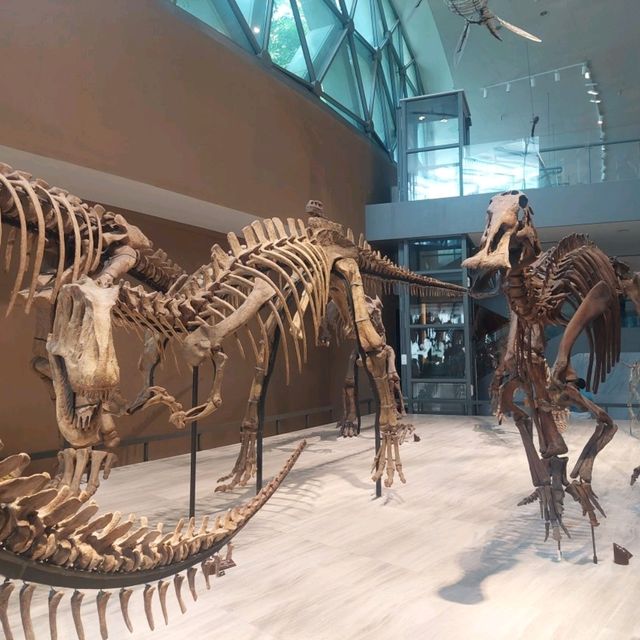 An excellent dinosaurs collection in Shanghai Natural History Museum 