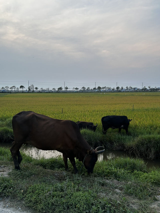 MISS HOI AN CAFE-paradise in the rice fields 