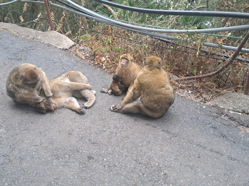 The Captivating Gibraltar 🇬🇮 A place for mountains, monkeys and more