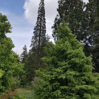 Bedgebury National Pinetum and Forest