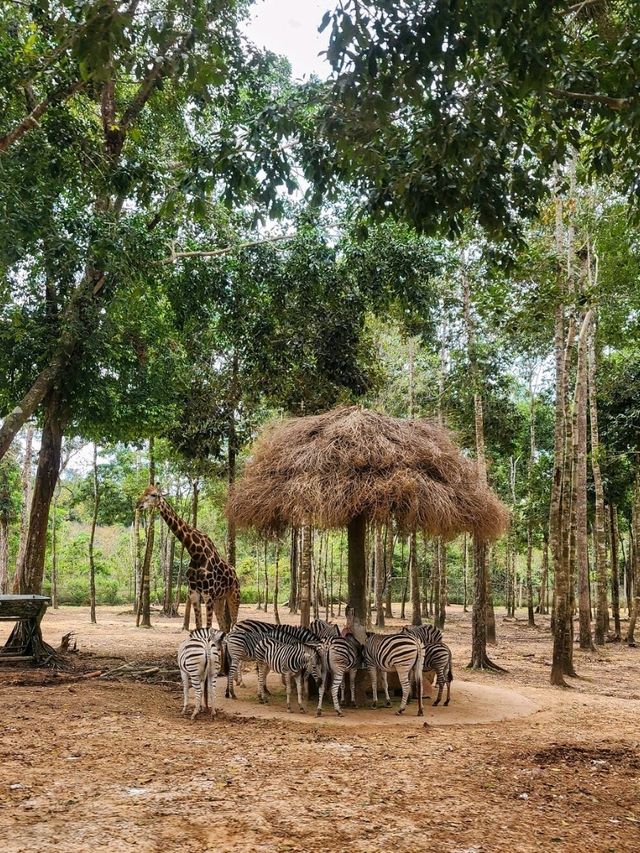 A morning with giraffes at Vinpearl Safari Phu Quoc