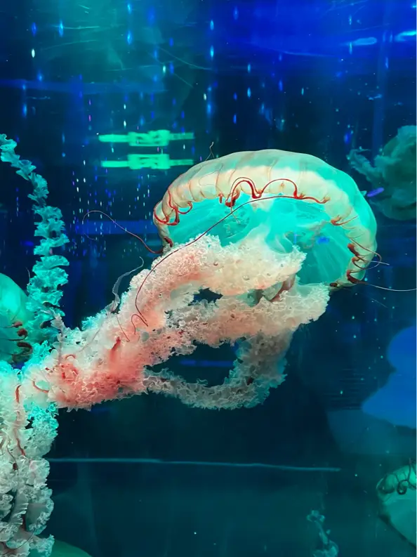 Grandview Aquarium- Guangzhou 