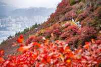 重慶巫山，不可錯過的一抹紅