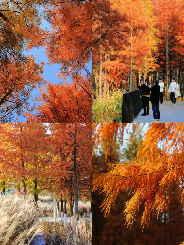 My Moments are blowing up, the Taxodium in Nanchang are turning red and it's super beautiful!