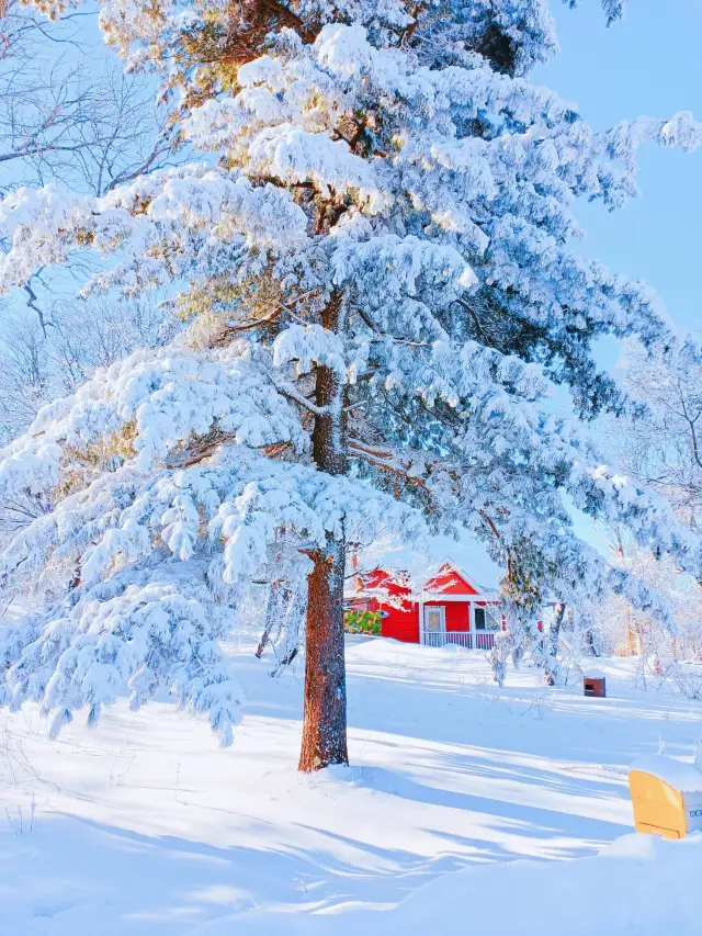 I declare that the original Christmas tree has been found in Jilin