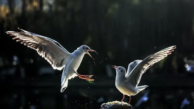 昆明滇池賞鷗指南：與紅嘴鷗共舞的冬日奇遇