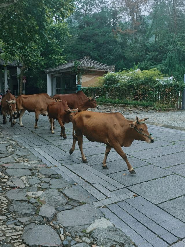 天台三日深度遊，何止最美寺，山上更有靈