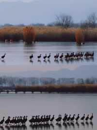 北京野鴨湖濕地公園