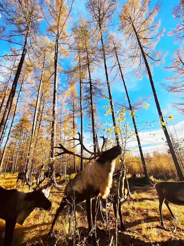 金秋之旅|有一種驚艷是呼倫貝爾的秋色呼倫貝爾旅遊攻略