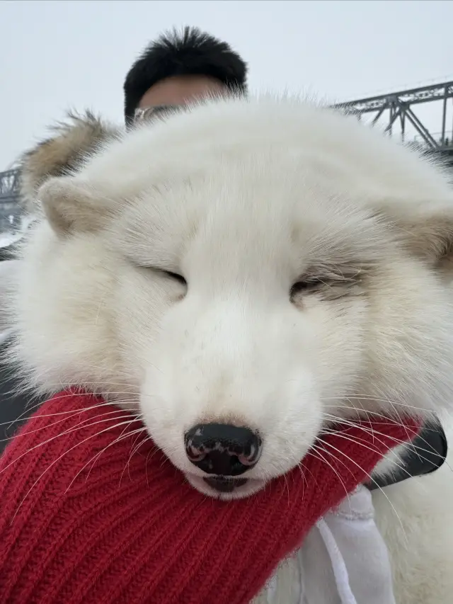 ハルビン、私は本当にあなたを知りません