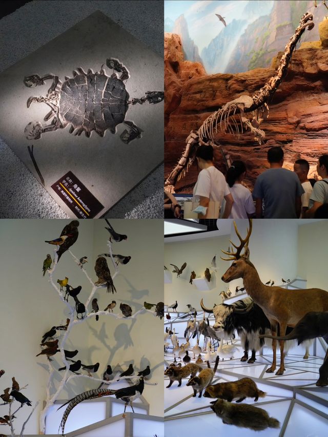 雲南玉溪一座建在化石世界遺產上的博物館